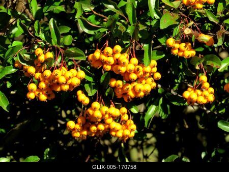 Colors of Nature - Autumn leaning into Winter-stock-foto