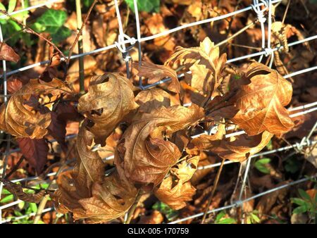 Colors of Nature - Autumn leaning into Winter-stock-foto