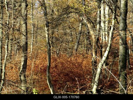 Colors of Nature - Autumn leanin g into Winter-stock-foto