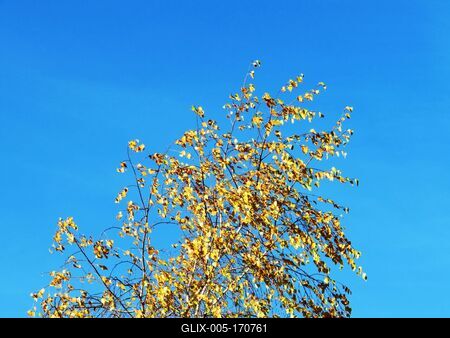 Autumn leaning into Winter - Colors of Nature-stock-foto