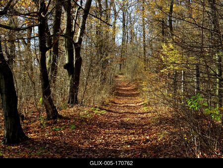 Colors of Nature - Autumn leaning into Winter-stock-foto