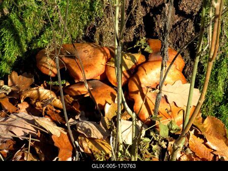 Truffles - Colors of Nature - Autumn leaning into Winter-stock-foto