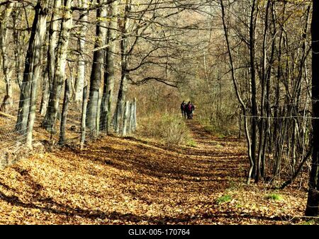 Colors of Nature - Autumn leaning into Winter-stock-foto