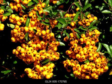 Colors of Nature - Autumn leaning into Winter-stock-foto