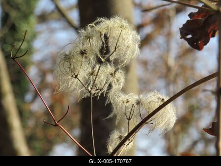 Colors of Nature - Autumn leaning into Winter-stock-foto