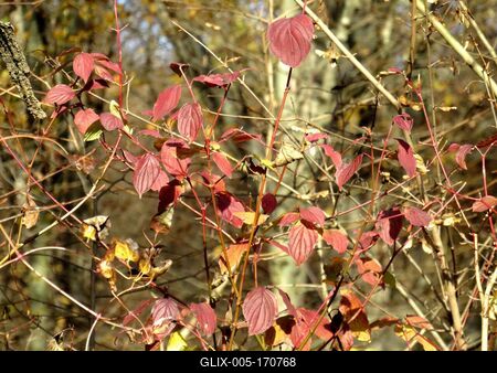 Colors of Nature - Autumn leaning into Winter-stock-foto