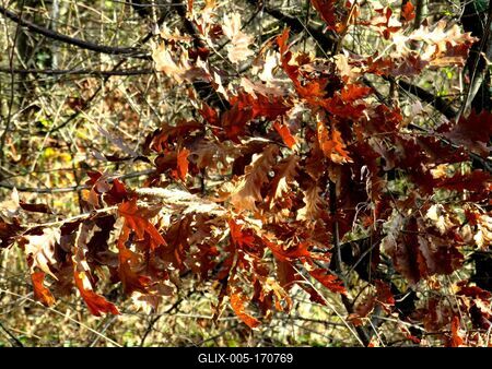 Colors of Nature - Autumn leaning into Winter-stock-foto
