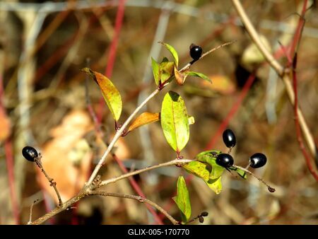 Colors of Nature - Autumn leaning into Winter-stock-foto