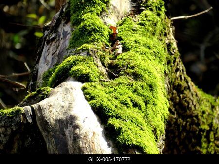 Fallen tree trunk covered with moss - Colors of Nature-stock-foto