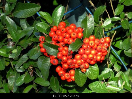 Colors of Nature - Autumn leaning into Winter-stock-foto