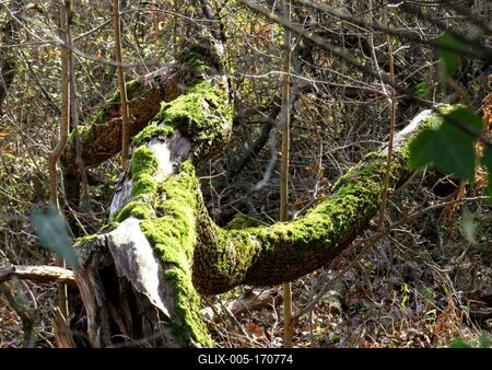 Fallen tree trun covered with moss - Colors of Nature-stock-foto