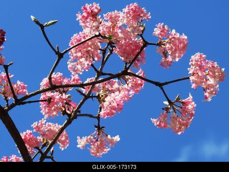 Flowering tree in Margaret Island - Budapest - Spring-stock-foto