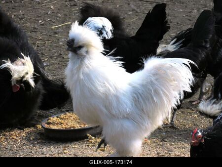 Chinese silk hen - Budapest - Zoo-stock-foto