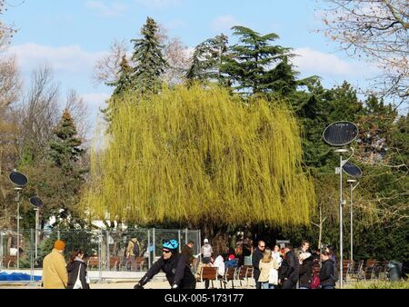 Spring in Budapest - Margaret Island - Sad Willow-stock-foto
