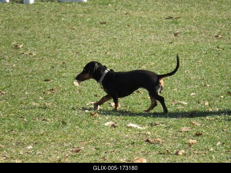 Dog - Dachshund - Spring - Budapest-stock-foto