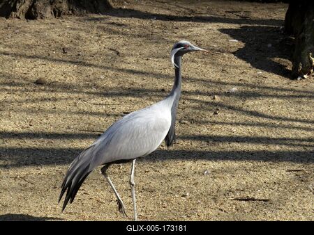 Gray heron - Bird - Budapest - Zoo-stock-foto