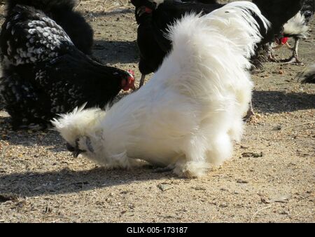 Chinese white silk hen - Budapest - Zoo-stock-foto