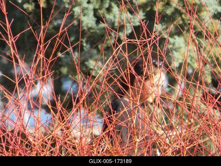 Spring in Budapest - Girl behind reddish shoots-stock-foto