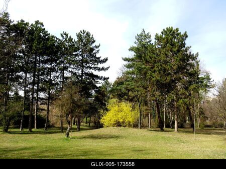 Golden rain - Flower - Stage of Nature - Spring - Budapest-stock-foto