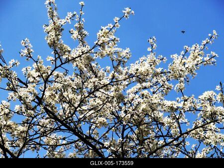 Flowering wild plums - Nature - Spring - Budapest-stock-foto