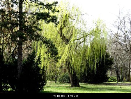 Budapest - Spring - Greening sad willoiw - Nature-stock-foto