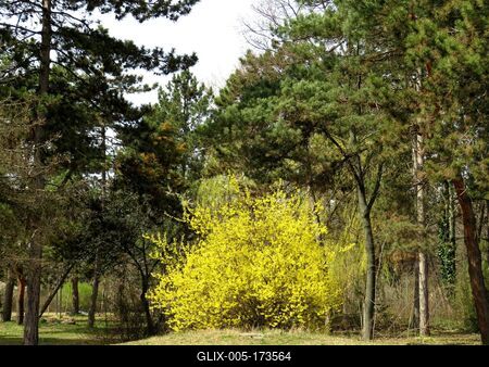 Goldn rain - Nature - Budapest - Spring-stock-foto