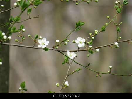 Flowering branches - Spring - Budapest -Nature-stock-foto