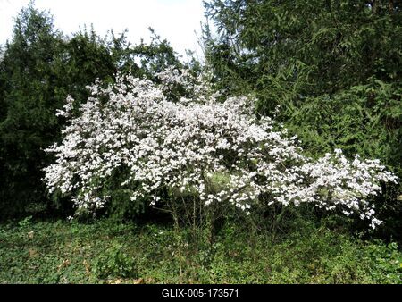 Blooming wild swing - Spring - Nature - Budapest-stock-foto