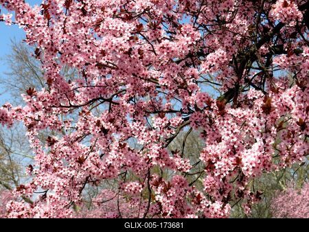 Bloominh Cherry tree branches - Spring - Budapest-stock-foto
