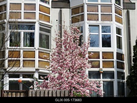 Blooming Tulip tree - Budapest - Magnolia - Spring-stock-foto