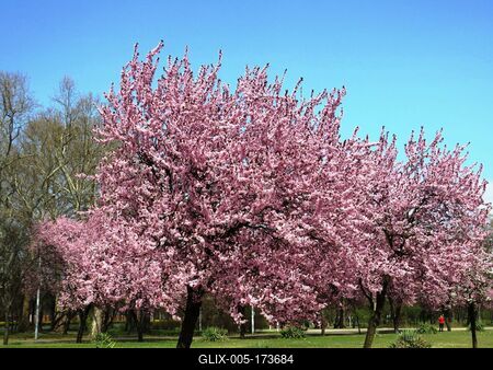 Blooming cherry trees - Budapest - Spring-stock-foto