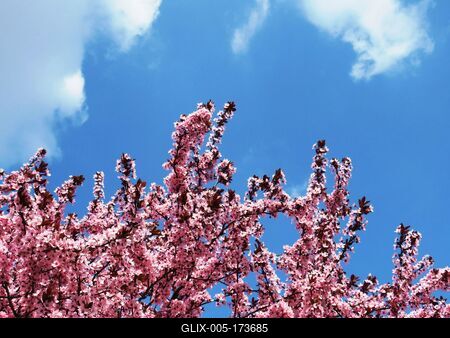 Blooming Cherry tree branches - Spring - Budapest-stock-foto