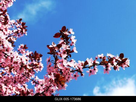 Blooming Cherry tree branch - Budapest - Spring-stock-foto