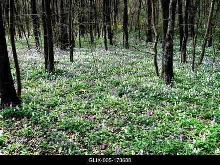 Floer sea  - Forest Lupine - Spring - Budapest-stock-foto