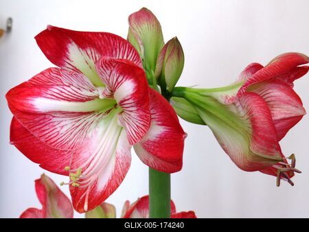 Amaryllis flower - Nature - Budapest-stock-foto