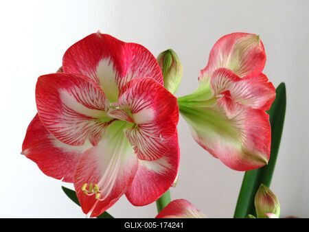 Amarayllis - Flower - Nature - Budapest-stock-foto