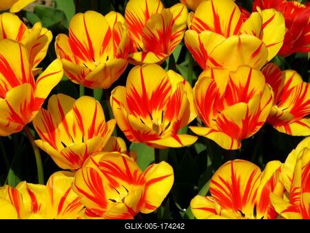 Tulips - Flowers - Hungary - Nature-stock-foto