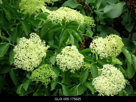 Blooming Elderberry - Budapest - Nature-stock-foto