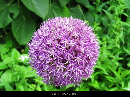 Echinops flower - Nature - Buda Botanic Garden-stock-foto