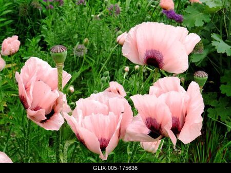 Papaver orientale flower - Buda Botanic Garden-stock-foto