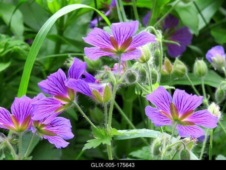Geranium flower in Buda Botanic Garden - Nature-stock-foto