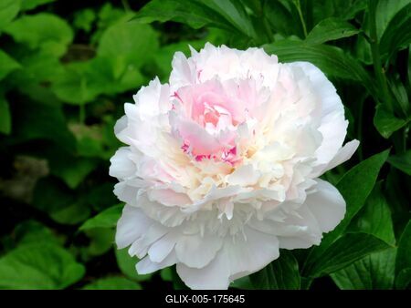 Peony in Buda Botanic garden - Nature-stock-foto