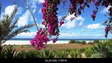 Tropical environment - Cape Verde Archipelago - Nature-stock-foto