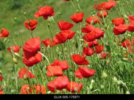 Poppies - Flowers - Nature - Baja-stock-foto