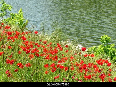 Poppies on the waterfront - Baja - Hungary - Nature-stock-foto