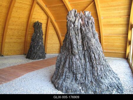 7 million year old swamp cypreses trunks - Nature wonder - Ipolytarnóc-stock-foto