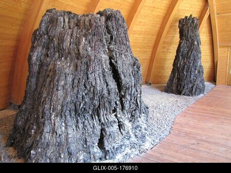 Ipolytarnóc - 7 million yera old tree trunks - Nature wonder-stock-foto