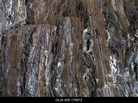 7 million year old swamp cypress - Nature wonder - Ipolytarnóc-stock-foto