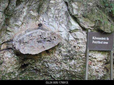 20 million year old petrified tree - Ipolytarnóc - Nature-stock-foto