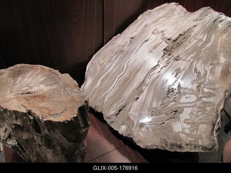 23 million yera old petrified tree trunk cross section - Ipolytarnóc - Nature-stock-foto